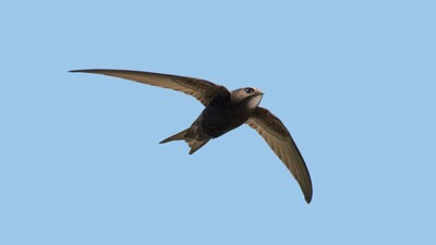 The Bird That Rarely Touches Earth: Inside the Ten-Month Flight That Redefines Life in the Sky (Image: Canva)