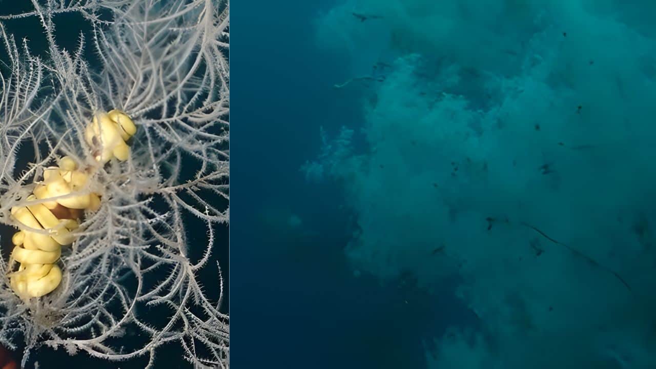 300-year-old Black Coral discovered in New Zealand, which make it largest ever recorded