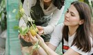 How to grow fresh lemons in your balcony garden, step-by-step guide for beginners