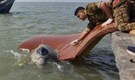 Meet Dhaval Laksmi: This rescued Olive Ridley turtle has travelled 1000 km since her release