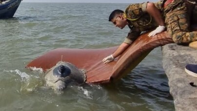 Meet Dhaval Laksmi: This rescued Olive Ridley turtle has travelled 1000 km since her release