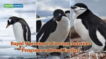 Antarctic Penguins are changing their breeding calendars — And it’s risky