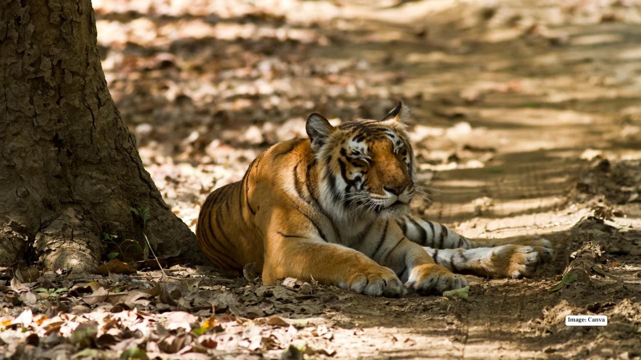 9. Jim Corbett, Uttarakhand If wildlife and nature are calling, Jim Corbett National Park is a great Republic Day option. Located just a few hours from Delhi, it offers budget resorts and homestays, especially if you avoid peak luxury lodges. Even without an expensive safari, forest walks, riverside stays and quiet evenings make it a refreshing escape into nature.
