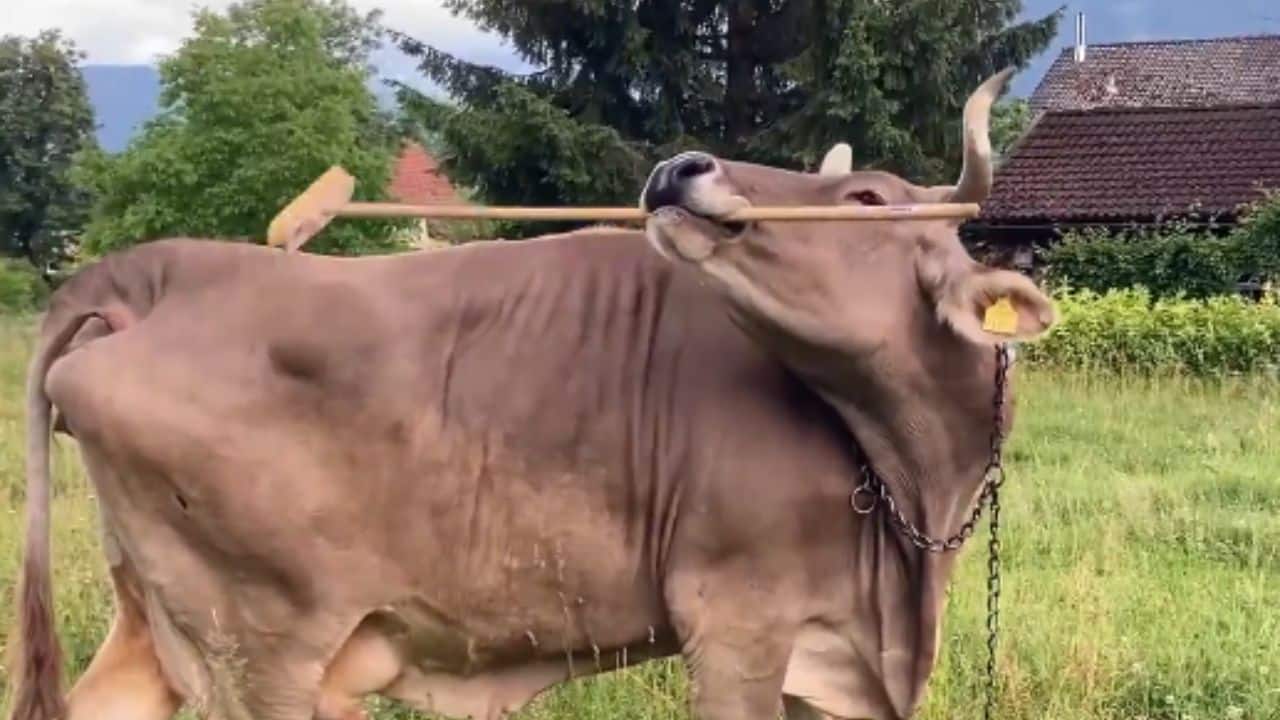Veronika is a 13-year-old Swiss Brown cow in Austria. (Image: X/@thisischristina)