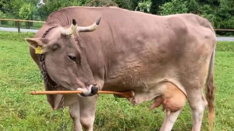 Researchers call her behavior a “first documented tool use” in cows. (Image: Antonio J Osuna Mascaró)