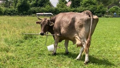 Meet Veronika: This Austrian cow just made scientific history with first documented tool use