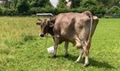 Meet Veronika: This Austrian cow just made scientific history with first documented tool use