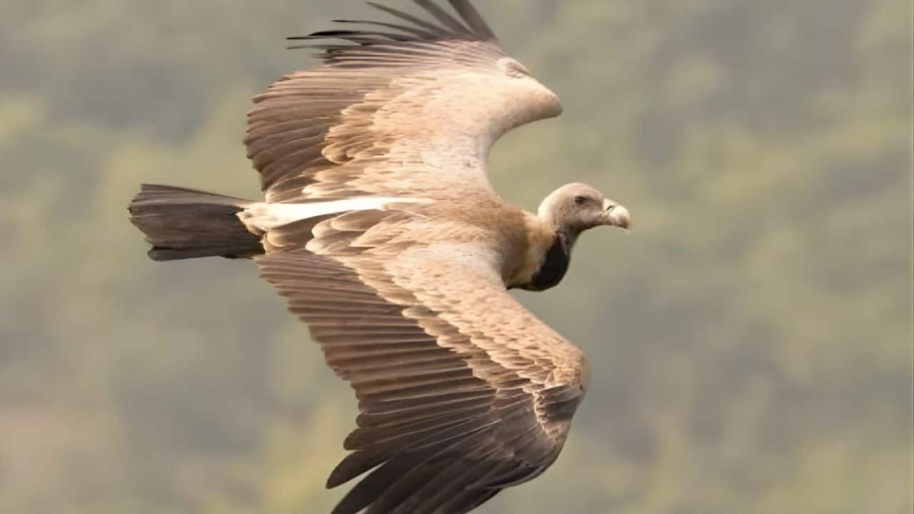 A long-billed white-backed vulture released back into the wild in Maharashtra after its recovery