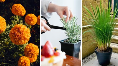 Snakes in the garden can be scary—but nature has a solution. These plants naturally repel snakes while keeping your garden green and pest-free. (Image: Pexels)