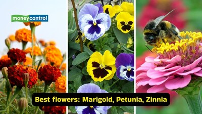 Best flowers for balcony garden: Marigold, Petunia, Zinnia (Images: Canva)