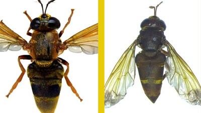 Scientists discovered two new rare ant fly species in Delhi and Western Ghats. (Image: X/@HSankararaman)