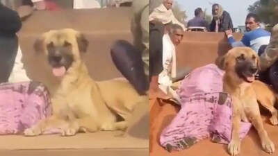 MP Dog refuses to leave owner’s side after his death. (Image:  @jyotsana51400/X)