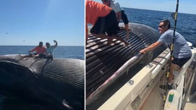 Drunk Fishermen’s Photo Stunt on Floating Whale Draws Widespread Condemnation (Image: @CollinRugg/X)