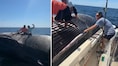 ‘Beyond Reckless’: Drunk fishermen climb onto dead whale for photos as viral video triggers outrage