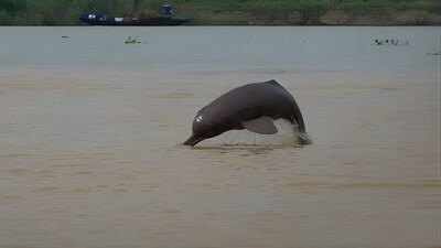 Project Dolphin 2.0: India begins second nationwide dolphin census to protect river giants