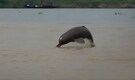 Project Dolphin 2.0: India begins second nationwide dolphin census to protect river giants