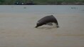 Project Dolphin 2.0: India begins second nationwide dolphin census to protect river giants
