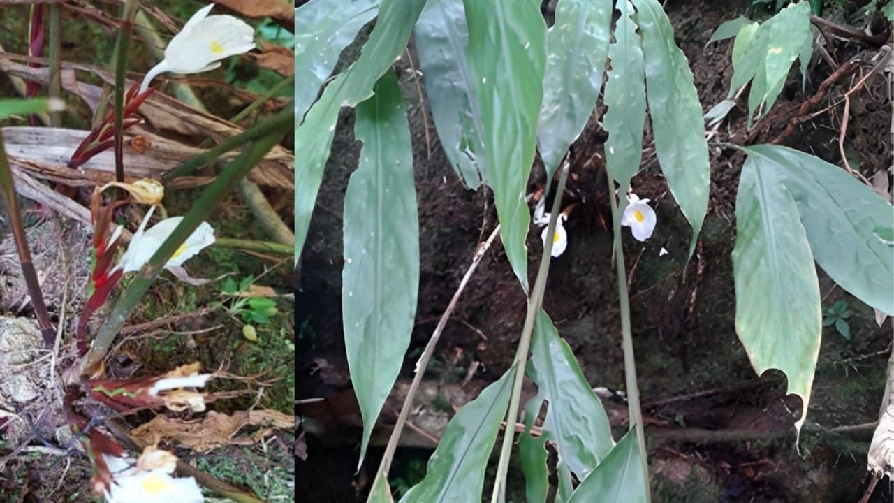 Scientists stumble upon a rare and new white ginger species from Arunachal forests