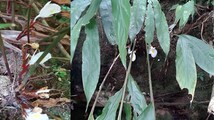 Scientists stumble upon a rare and new white ginger species from Arunachal forests
