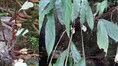 Scientists stumble upon a rare and new white ginger species from Arunachal forests