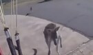 Wild Encounter Goes Viral: Paraglider gets "boxed" by Kangaroo near Canberra