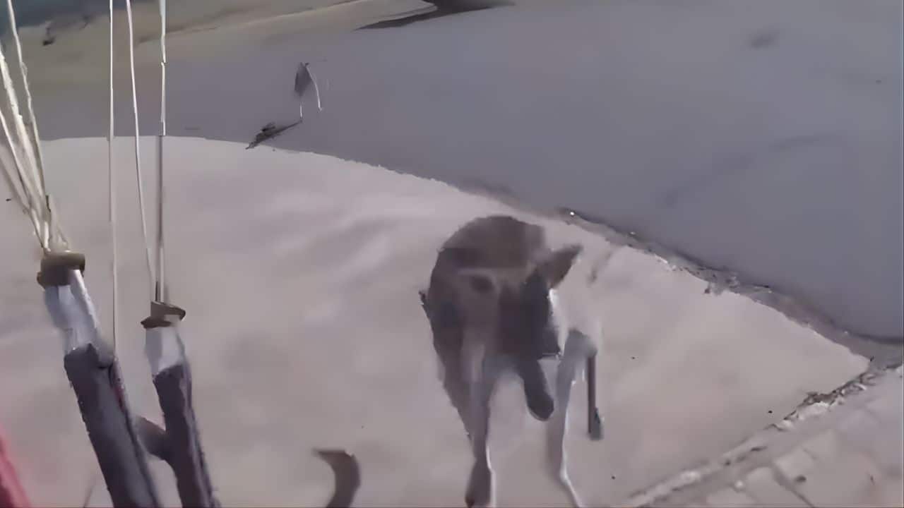 Wild Encounter Goes Viral: Paraglider gets "boxed" by Kangaroo near Canberra