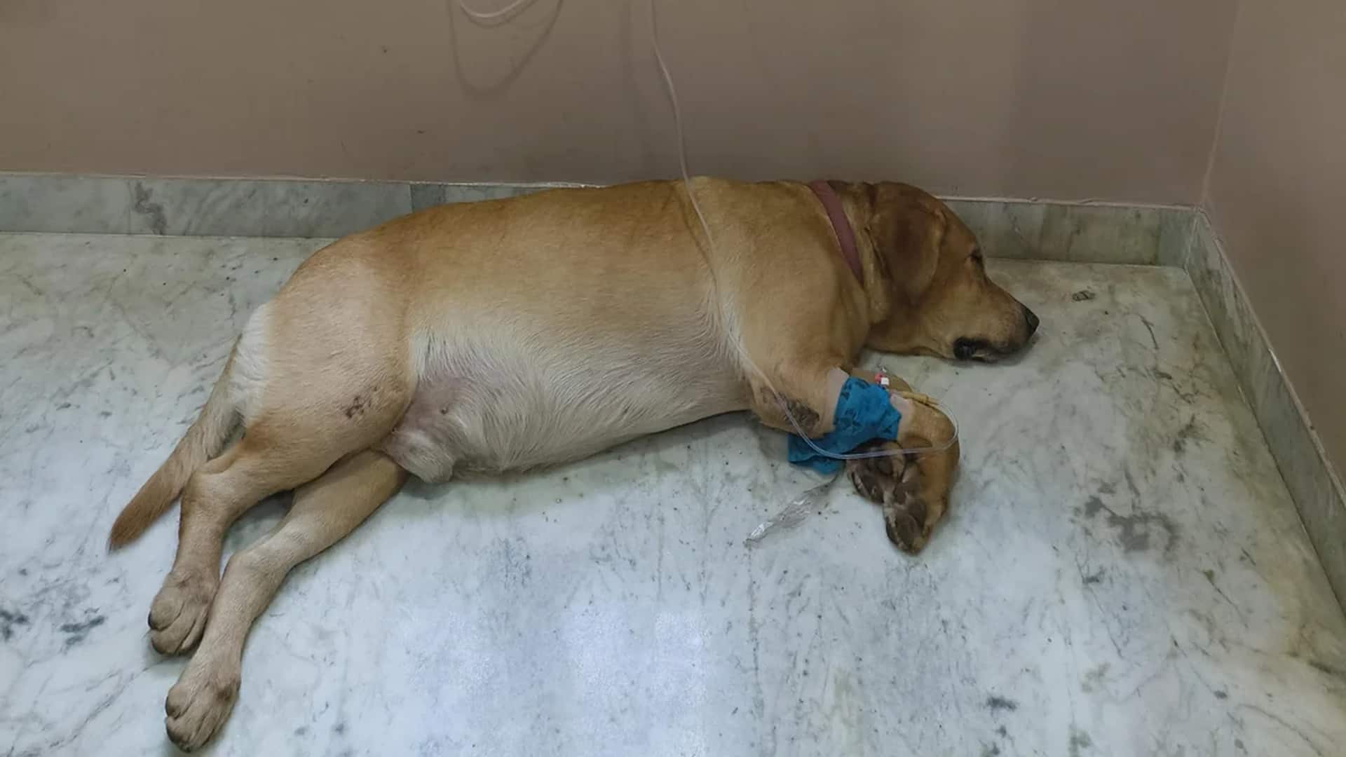 Man credits ChatGPT for saving his dog after vets gave him less than 5% chance of survival