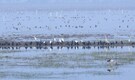 More than 1.5 lakh migratory birds take over Bhitarkanika wetlands this January