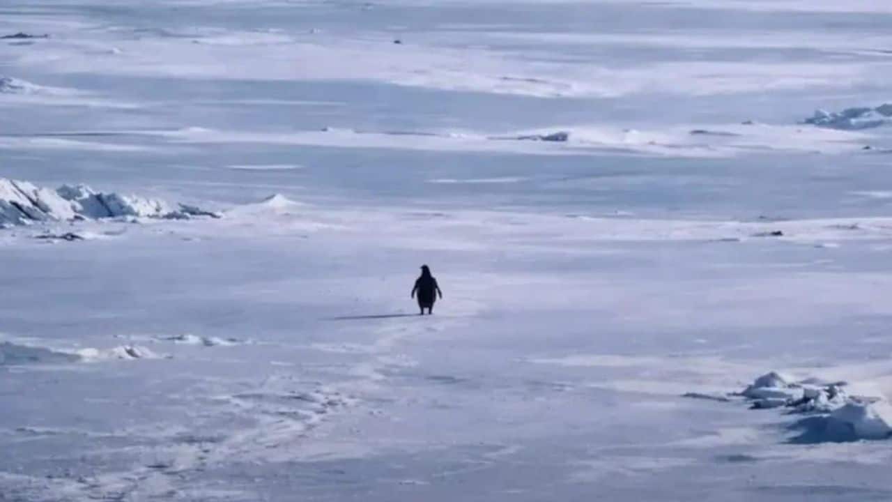 Who's that "Nilhist Penguin" walking to the mountains? Science explained behind the meme