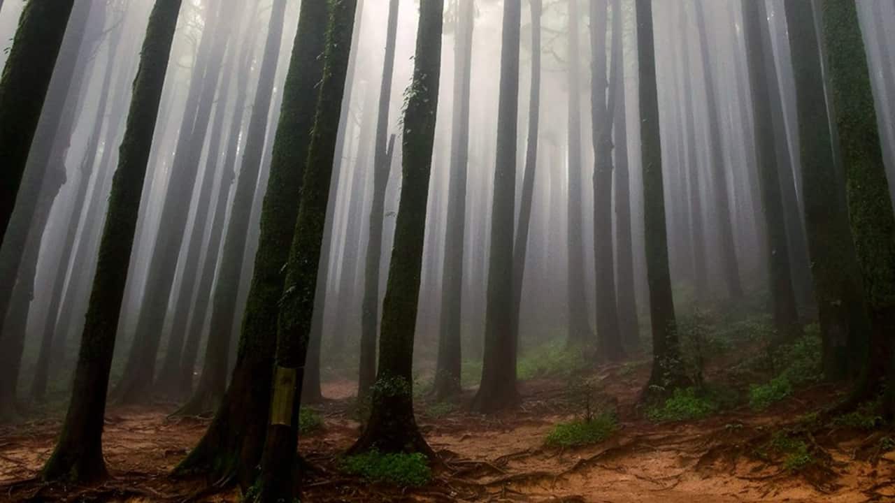This quiet village near Darjeeling has forest trails, complete silence and stunning Kanchenjunga views