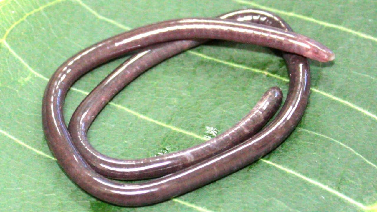 Indian scientists found a rare worm-like amphibian in Western Ghats, named as Gegeneophis valmiki