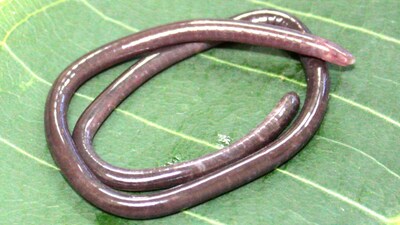 A new species of worm-like caecilian from the northern Western Ghats. (Image: X/@PrakashWKamatPK)