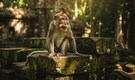 A Startling Wildlife Encounter: Diaper saved 20-day-old baby after a monkey threw her into a well