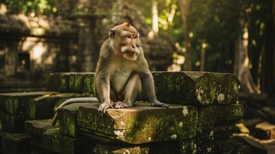 Monkey Grabs Infant From Mother’s Arms, Throws Her Into Well, Baby Floats to Safety (Image: Canva)
