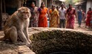 Monkey throws 20-day-old baby girl into well in Chhattisgarh, father says 'diaper' saved her