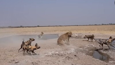 Wild Dogs Circle a Lone Lioness, But the Hunt Takes an Unexpected Turn (Image: