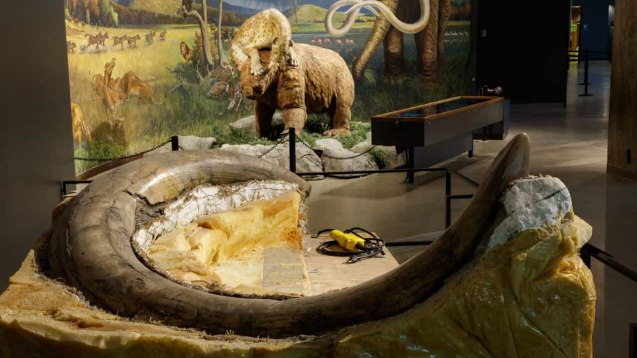 Meet Zed, the 40,000-year-old Columbian mammoth to be a star at La Brea Tar Pits