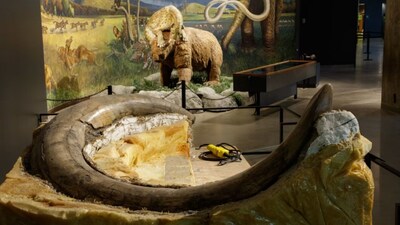  Zed, a 40,000-year-old Columbian mammoth nearly intact from the Ice Age. (Image: NHMLAC)