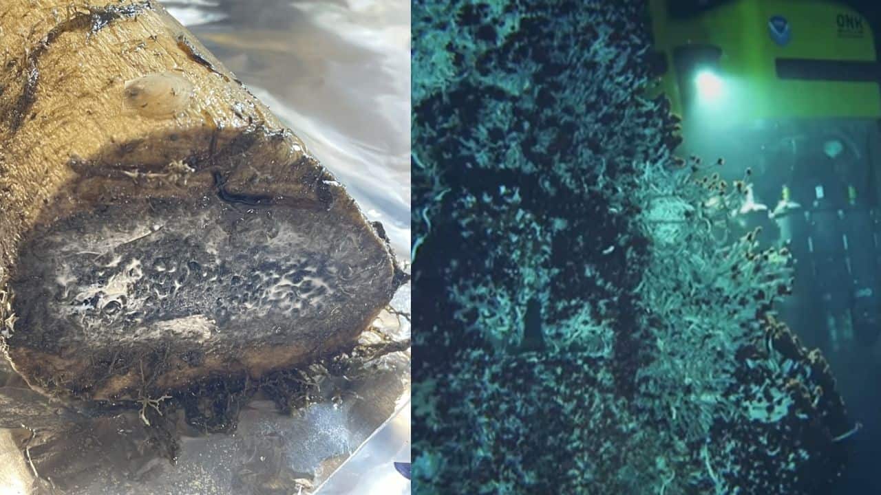 Vanished? Zombie Worms disappeared from deep sea mysteriously, possibly caused by low oxygen