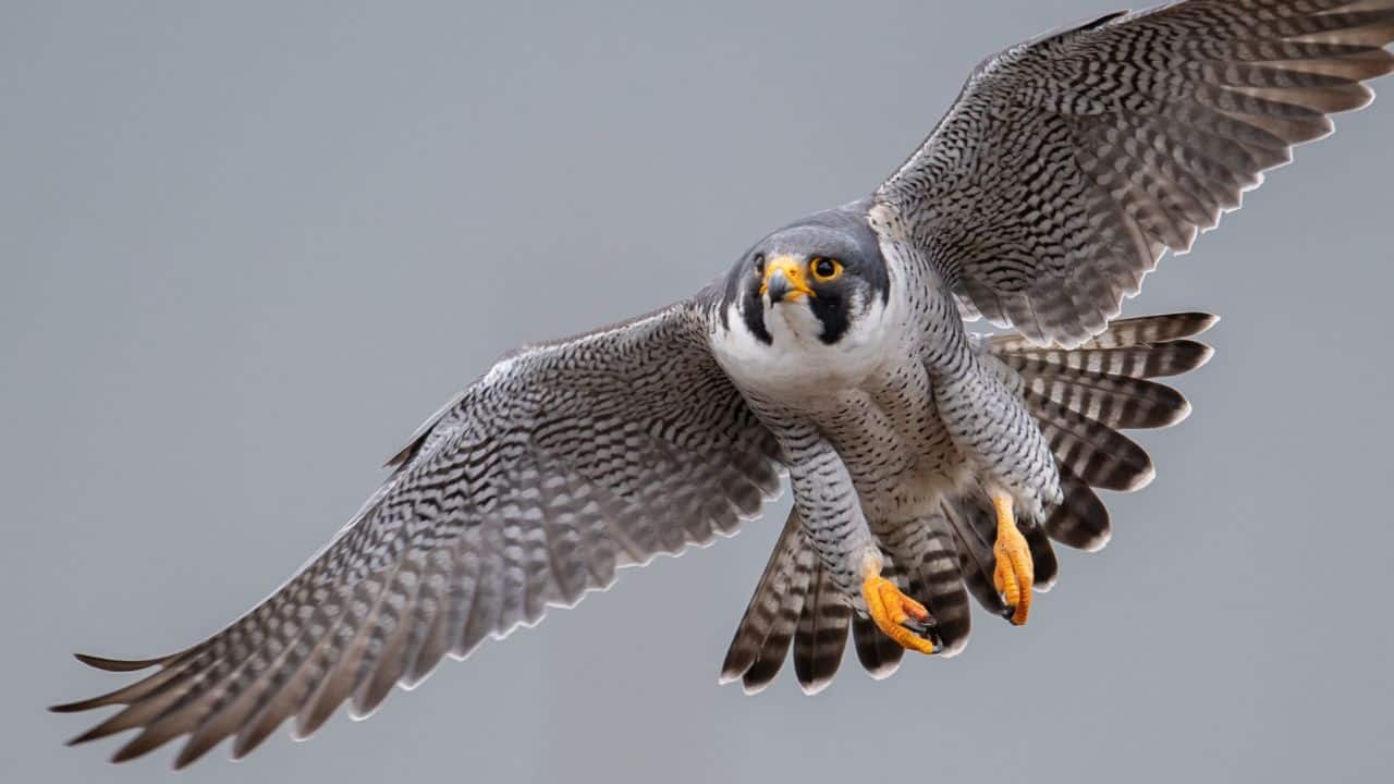 17 subspecies have adapted to diverse environments globally. (Image: Canva)