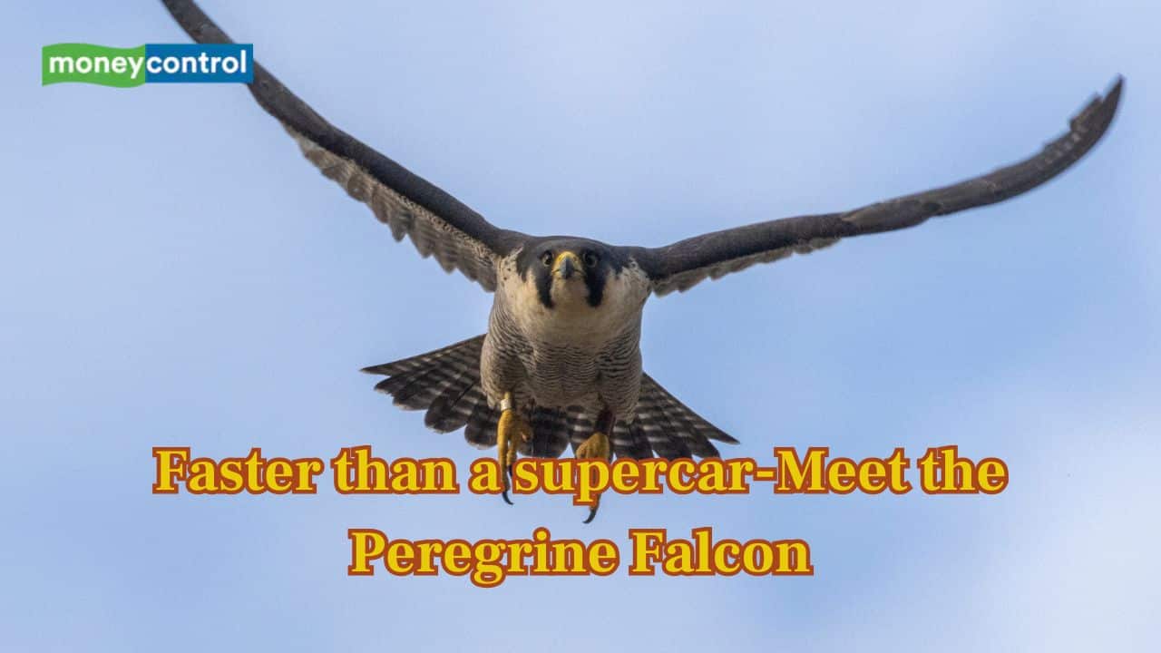 This bird is faster than a supercar — Meet the Peregrine Falcon who dives Over 300 km/h