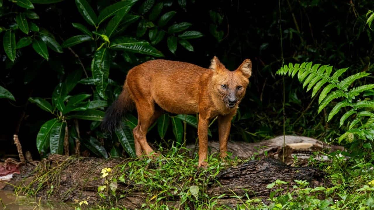 Silent Comeback: IUCN-listed endangered species "Dhole" spotted in Madhya Pradesh