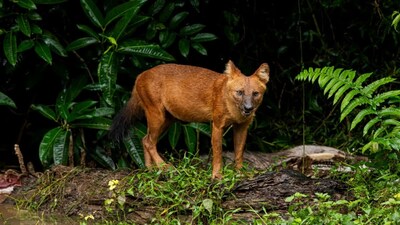 Rare Asiatic wild dog found in Ratapani Tiger Reserve. (Image: X/@conservationindia)