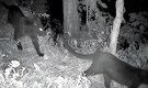 Historic Wildlife Sighting: Two black leopards caught on camera in Kurseong forests