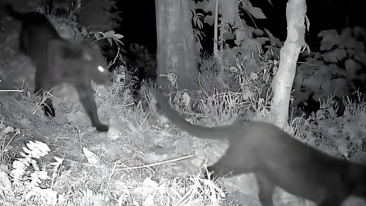 Historic Wildlife Sighting: Two black leopards caught on camera in Kurseong forests