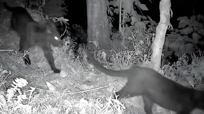 Two elusive black leopards were captured together on camera in Bengal’s Kurseong forests. (Image: X/@ParveenKaswan)