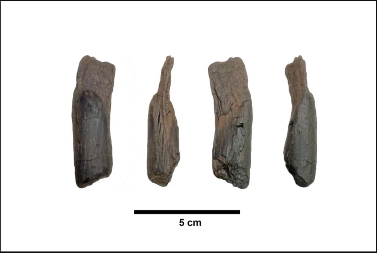 Why 430,000-year-old wooden tools are changing what we know about early humans
