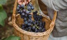 8 tips to keep in mind when growing grapes in your home garden
