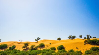 When the Rains Finally Come, the Thar Desert Blooms Almost Overnight (Image: Canva)