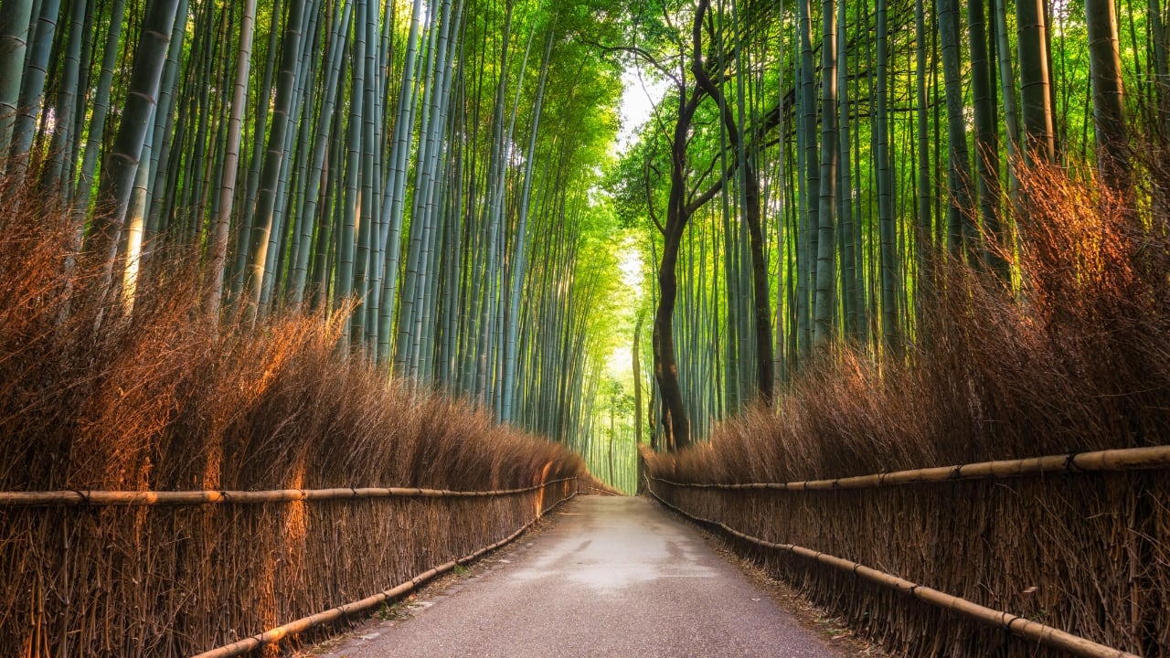 7. Arashiyama Bamboo Grove – Kyoto’s Magical Forest Arashiyama Bamboo Grove in Kyoto is a must-visit for couples seeking a mystical, Instagram-worthy experience. Walking hand-in-hand through towering bamboo stalks, sunlight filters in, creating a dreamlike ambiance. The gentle rustling of leaves adds a soothing soundtrack to your stroll. Nearby temples and the Katsura River can be explored for a full day of romance and scenic beauty. The ethereal atmosphere of Arashiyama Bamboo Grove makes it a truly magical Valentine’s destination. (Image: Canva)